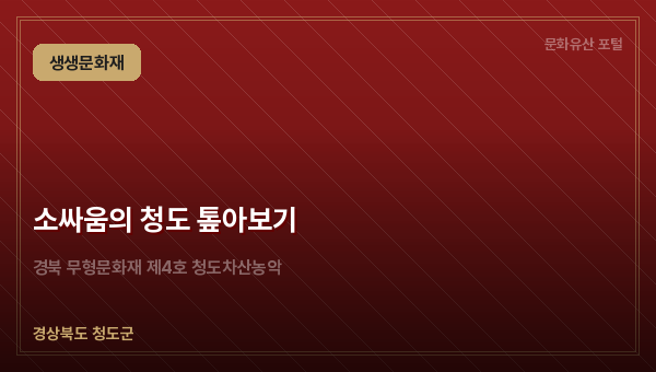 소싸움의 청도 톺아보기